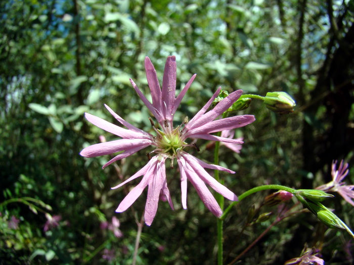 Silene flos-cuculi